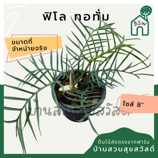 ฟิโลทอทั่ม Philodendron Tortum กระถาง 8 นิ้ว