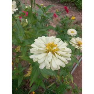 ดอกบานชื่น หลากหลายสี