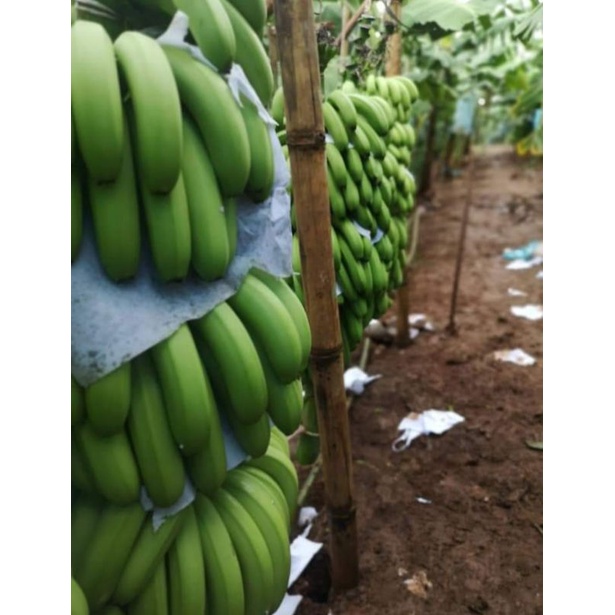 #กล้วยหอมเขียวคาเวนดิช #กล้วยคาเวนดิช จัดส่ง 4หน่อ (สั่ง 2 ชุดแถม 3 หน่อ)