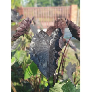 colocasia black coral หน่อสด