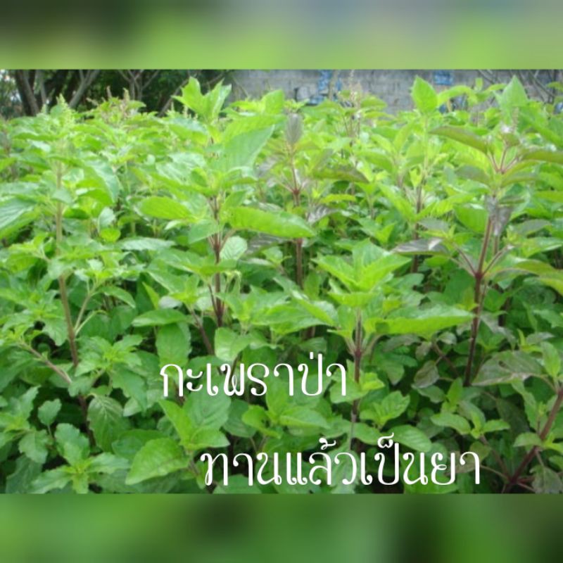 เมล็ดพันธุ์กะเพราป่าก้านแดง