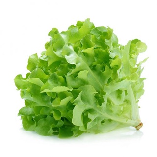 ผักสลัด กรีนโอ๊ค  Green Oak Lettuce  ต้นกล้าพร้อมปลูก  กล้าละ 10 บาท