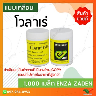 เมล็ดพันธุ์ผักสลัดกรีนบัตเตอร์เฮด โวลาเร่ (Green Butterhead Volare) ชนิดเคลือบ 1000 เมล็ด Enza Zaden by hydroponicgroup