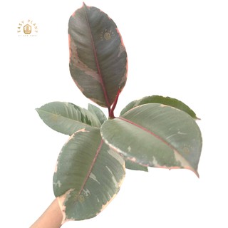 ยางอินเดียด่างชมพู รากยาว Ficus elastica Ruby ต้นยางอินเดีย ใบสวย ต้นไม้มินิมอล ต้นไม้ฟอกอากาศ ประดับตกแต่ง - easyplant