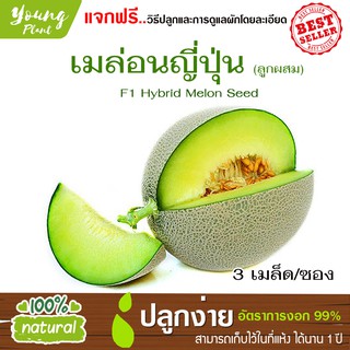 เมล็ดเมล่อนญี่ปุ่น เนื้อเขียว 3เมล็ด อัตราการงอก95% (แถมฟรี!!! เมล็ดผักกวางตุ้ง500 เม็ด)