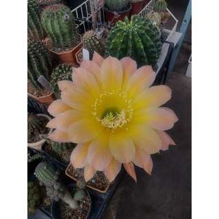 กระบองเพชร cactus ไม้นำเข้าจากยุโรป หน่อเด็ดสด Echinopsis สีเหลืองตรงกลาง  ขนาดหน่อ 2.5 - 3.2 ซม. ดอกมีขนาดใหญ่ น่าสะสม