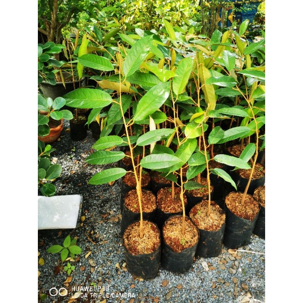 🌳ต้นทุเรียนหมอนทองจันทบุรี🌳  💢เสียบยอดทุกต้น💢☘️ถุงเบอร์9สูง70-80เซน​ วัดจากปากถุง☘️