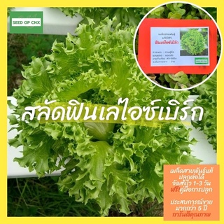 ☘️เมล็ดสายพันธุ์แท้หายาก☘️# สลัดฟินเล่ไอซ์เบิร์ก 200 เมล็ด แท้💯% [ในร้านมีให้เลือกอีกเยอะมาก❗️]