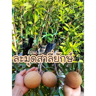 ต้นละมุดสาลี่ยักษ์ 🌱ต้นสวยแข็งแรงพร้อมส่ง🫒(รับประกันสินค้าชำรุดเครมฟรี)