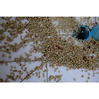 CR เมล็ดกาแฟคั่วกลางค่อนเข้ม Full City+ Roast ขนาด 500 กรัม จากจังหวัดเชียงราย คั่วใหม่ทุกวัน
