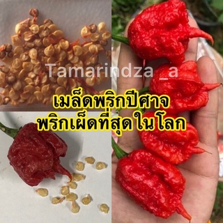 🌶พริกเผ็ดที่สุดในโลก พริกcarolina/พริกปีศาจ ปลูกง่าย🌶