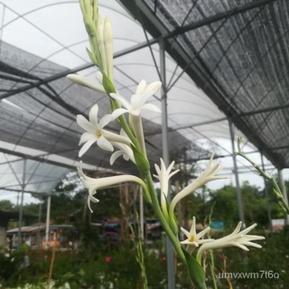 Harum Sundal Malam (Tuberose)通心菜/芹菜/帽子/上衣/文胸/鲜花/男装/花园/香菜/木瓜/ JDD3