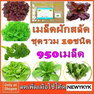 เมล็ด ผักสลัด 5-10ชนิด 500 เมล็ด คุ้มกว่าซื้อเดี่ยว พันธ์ุ เรด โอ๊ค โบว์ เรดคอส บัตเตอร์เฮด ร็อกเก็ต กรีน เคล พาสเลย์132