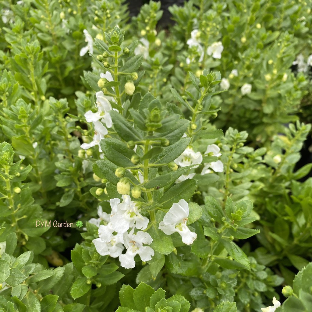 ต้นฟอร์เก็ตมีน็อต (Forget Me Not) ดอกสีขาว ไม้ดอกชื่อความหมายดี ดอกไม้สัญลักษณ์แห่งความรัก (ส่งใหม่ฟรี หากสินค้าเสียหาย) ราคา ถูกที่สุด ดีลบีเคเค แกลเลอรีภาพที่ 3