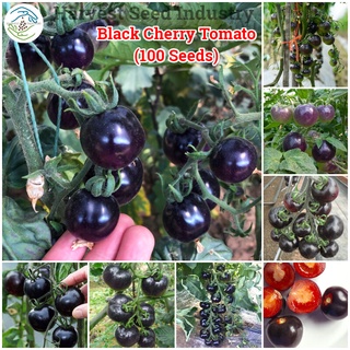 100เมล็ด เมล็ดพันธุ์ มะเขือเทศดำ (Black Cherry Tomato Seeds) เมล็ดบอนสี เมล็ดผลไม้ เมล็ดพันธุ์ผัก พันธุ์ไม้ผล