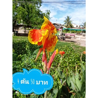 ต้นพุทธรักษาสีส้มเหลือง(4ต้น50บาท) ไม้ประดับ ไม้มงคล