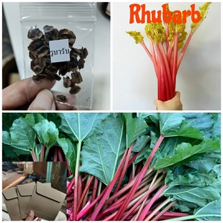 Rhubarb (รูบาร์บ) 20 เมล็ด ภาพจริงจากที่บ้าน