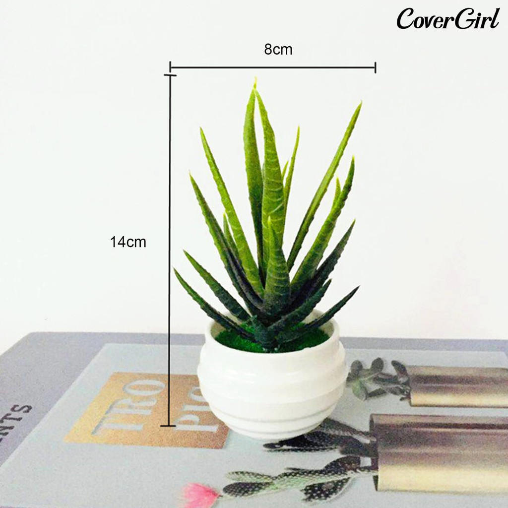 ( Beauty ) กระถางต้น