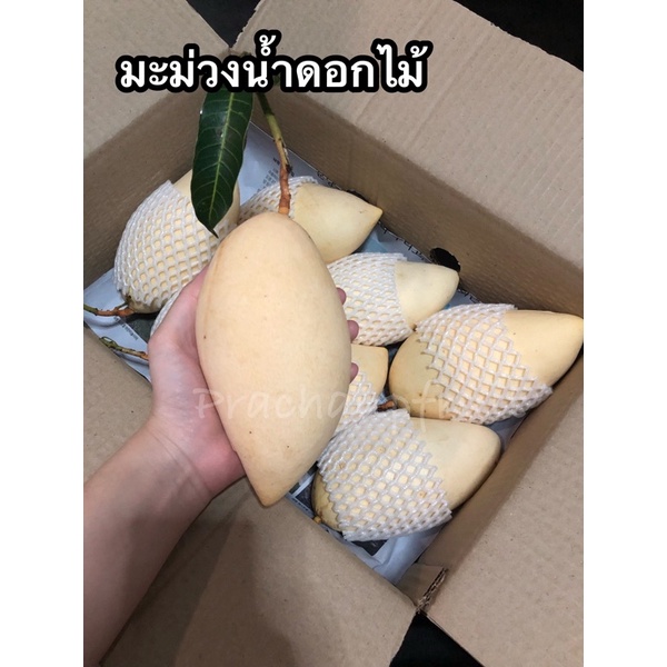มะม่วงน้ำดอกไม้สีทอง ✅พร้อมส่ง✅ (ไซส์ใหญ่ 1 กิโลกรัม 2-3 ลูกโล) แก่จัด ปล่อยสุกตามธรรมชาติ 🌱