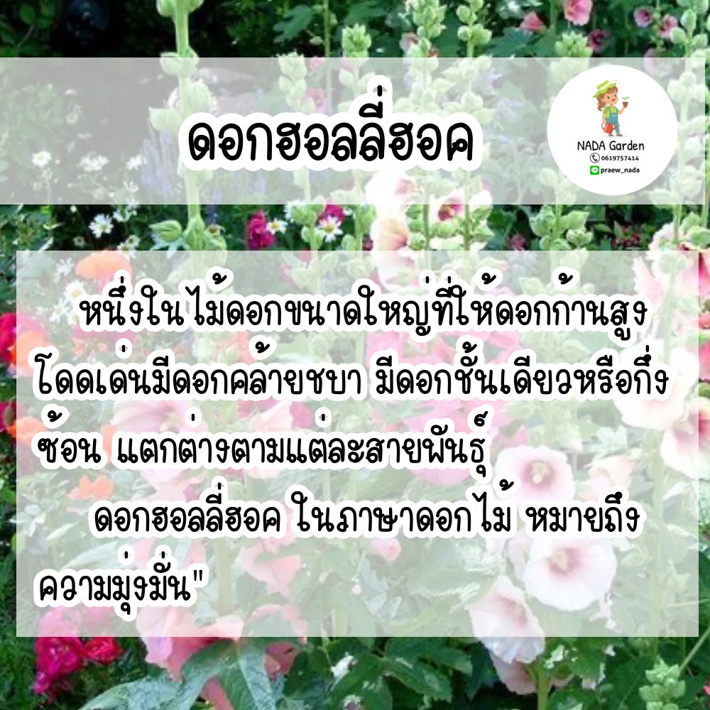 เมล็ดพันธุ์ฮอลลี่ฮ็อค คละสี 80เมล็ด ราคา ถูกที่สุด ดีลบีเคเค แกลเลอรีภาพที่ 2