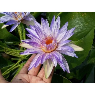 10 เมล็ด เมล็ดบัว สีม่วง นำเข้า บัวนอก สายพันธุ์เมล็ดบัว Waterlily Nymphaea Seeds