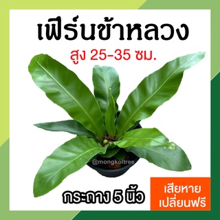 *รับประกัน* ต้นเฟิร์นข้าหลวง พร้อมกระถาง 5 นิ้ว (ขนาดใบยาว 25-35 ซม.) ต้นไม้มงคล ต้นไม้ประดับ ไม้ฟอกอากาศ ฟอร์มสวย