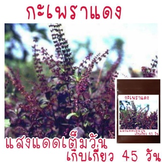 เมล็ดพันธุ์ กะเพราแดง 500 เมล็ด