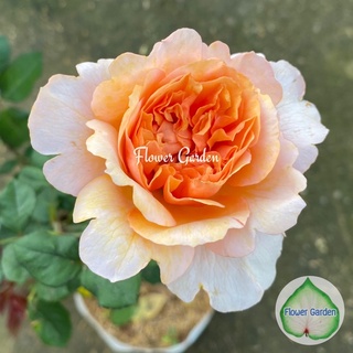 Flower Garden F422 กุหลาบ Crown Princess Margareta (คราวปริ้นเซต มาร์กาเรต้า) กุหลาบเลื้อยอังกฤษ ดอกหอม สีส้ม แบบถุง