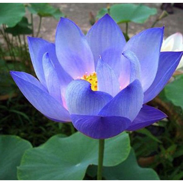 5 เมล็ด เมล็ดบัว ดอกสีฟ้า ดอกใหญ่ ของแท้ 100% เมล็ดพันธุ์บัวดอกบัว ปลูกบัว เม็ดบัว สวนบัว บัวอ่าง Lotus seeds.