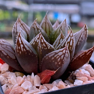 Haworthia obtusa ‘Green iguana’ กรีนอีกัวน่า A088