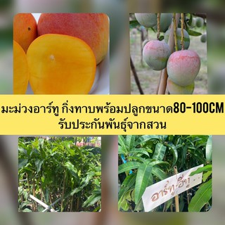 มะม่วงอาร์ทู❗️ชุดนี้กิ่งเสียบยอดพร้อมปลูกขนาด80cm รับประกันพันธุ์จากสวน