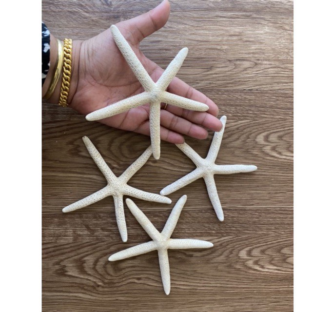 ปลาดาวทะเลของแท้ ธรรมชาติ ขนาด 5-6 นิ้ว (ไม่ใช่เรซิ่นหรือพลาสติก) ปลาดาวธรรมชาติ ราคาต่อ1 ตัว