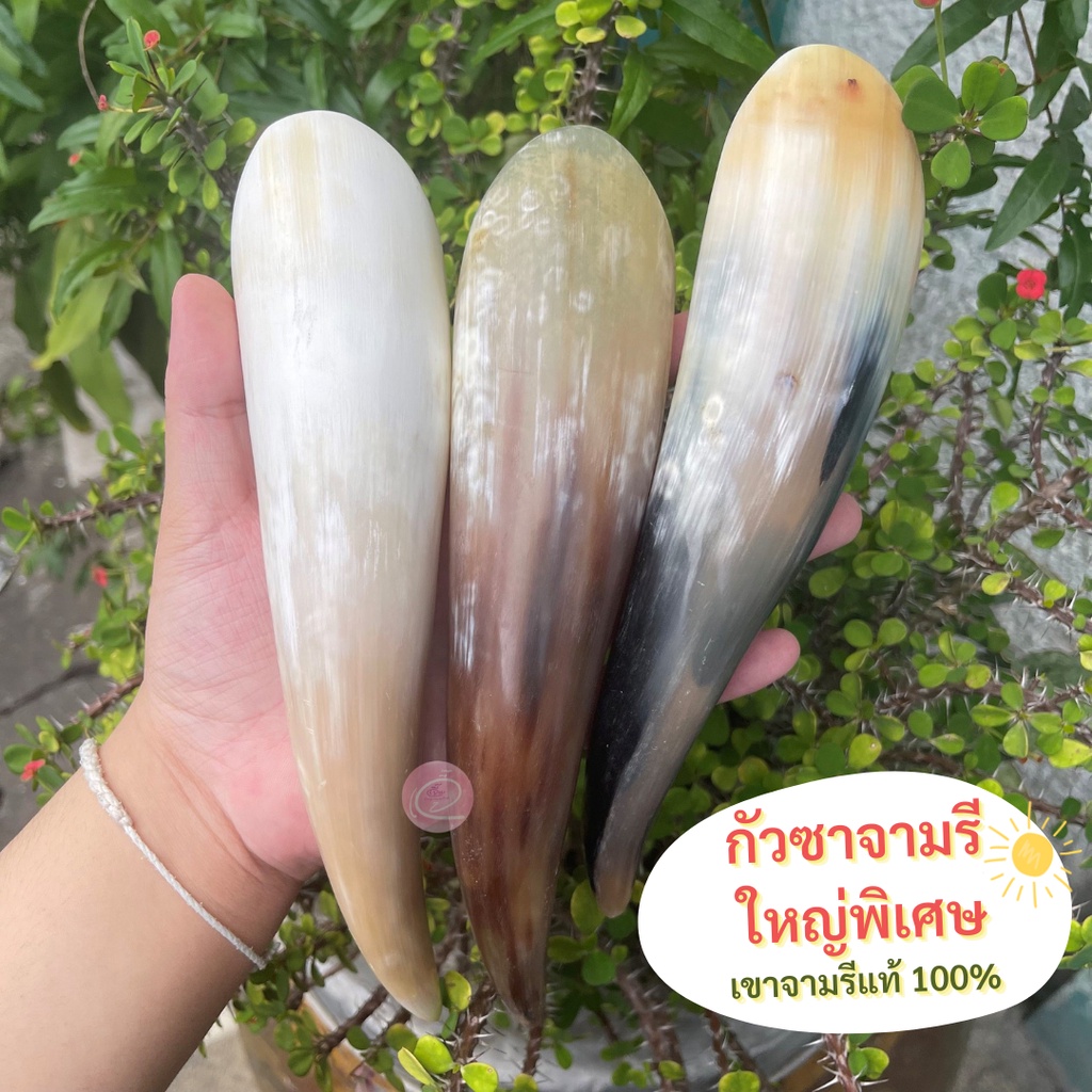 พร้อมส่ง🌈กัวซาจามรี จัมโบ้ นำเข้าจากทิเบต ใช้ในแพทย์แผนจีน จามรีแท้💯