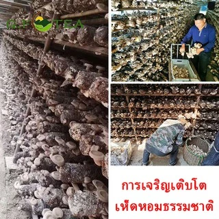 เห็ดหอมแห้ง เห็ดหอมจีน200กรัม เห็ดหอมจีนธรรมชาติ เห็ดหอมเกรดAA ไซส์กลางNo.5 เห็ดหอมของเจ 香菇