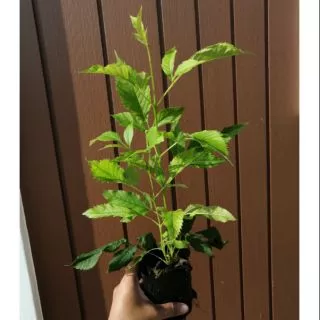 🌿TLPต้นดอกทองอุไรดอกเหลือง ทองอุไรสีส้ม ทองอุไรสีแดง ต้นไม้ประดับทนทานมาก