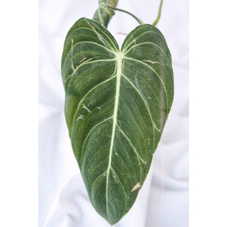 Philodendron melanochrysum เมลาโน