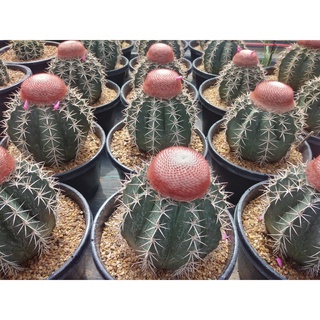 🌵💥เมโลแคคตัส💥🌵  Melocactus  size L มีเซฟาเลี่ยมแล้วทุกต้น ไม้เมล็ด ขนาด 8-14 ซม.  ต้นกระบองเพชร ต้นแคคตัส (แคคตัส )