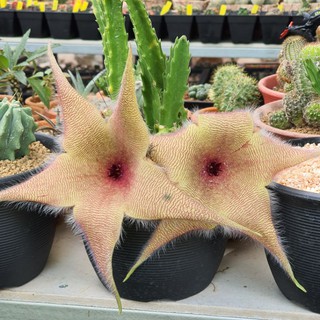 Stapelia gigantea เก๋งปลาดาว ดอกยักษ์ใหญ่ กิ่งตัดสด (ขอภาพก่อนได้นะคะ)