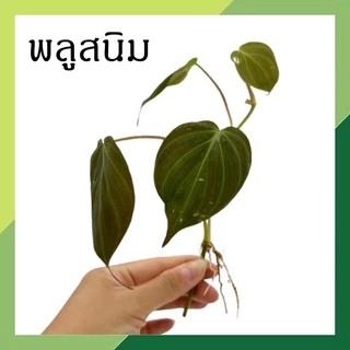 พร้อมส่ง(ซื้อ 6 กิ่งลด 10.- แถมฟรี!! ปุ๋ย 10ก.) 🌱ต้นไม้เลี้ยงน้ำ 20 ชนิด(ขายเป็นกิ่ง)🌱ต้นไม้ฟอกอากาศ ใส่แจกันประดับบ้าน