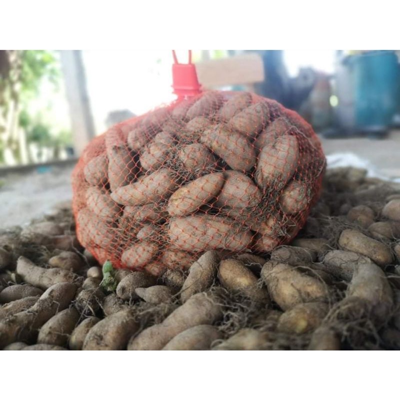 มันขี้หนูสด คัดหัวใหญ่ 1 KG ไม่ใช้สารเร่งหัว