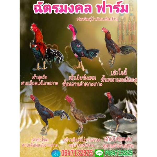 ไข่เชื้อไก่ชนป่าก๋อยสายเยียร์(สายดำเจาะเกาะ)