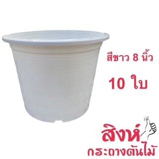 กระถางขาว 8 นิ้ว ชุด 10 ใบ ราคาถูก