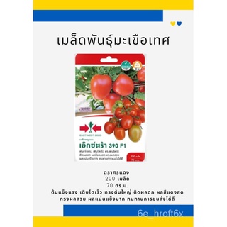 East-West Seed เมล็ดพันธุ์มะเขือเทศ (Tomato seeds) เอ็กซ์ตร้า 390 F1KaleesculentumFlowerRoseRubyMixedSunFlowerCosmosCham