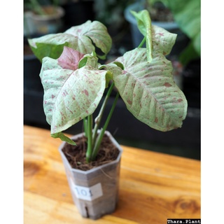 Syngonium Milk Confetti ( เงินไหลมา ) ลายสวย ไม้ใบ