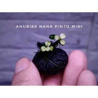 anubias Nana pinto, nana white ใบน้ำ 💯% ตัดยอดจากต้นแม่มาขาย