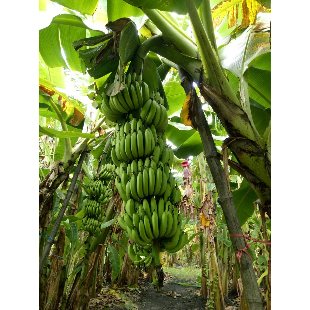 หน่อกล้วยหอมคาเวนดิช 1 หน่อ (ของแท้จากสวน) กล้วยส่งออก กล้วยที่ทั้งโลกปลูกกันก็พันธ์นี้ละ ดกมากมาย กินทั้งหมู่บ้าน