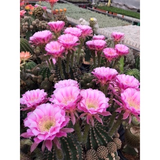 หน่อเด็ดสดอิชินอปแองเจิ้ล Echinopsis Angle