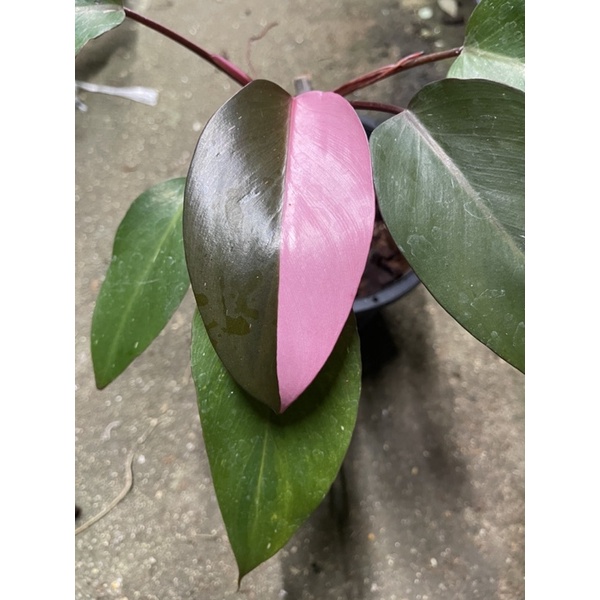 PHILODENDRON PINK PRINCESS