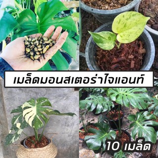 เมล็ดมอนสเตอร่าไจแอนท์ Monstera giant