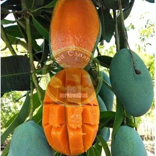 Bibit tanaman pohon Mangga Harum Manis okulasi valid termurah